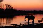 An African elephant drinking in the Khwai River at sunset-Okavango Delta-Botswana Art Print